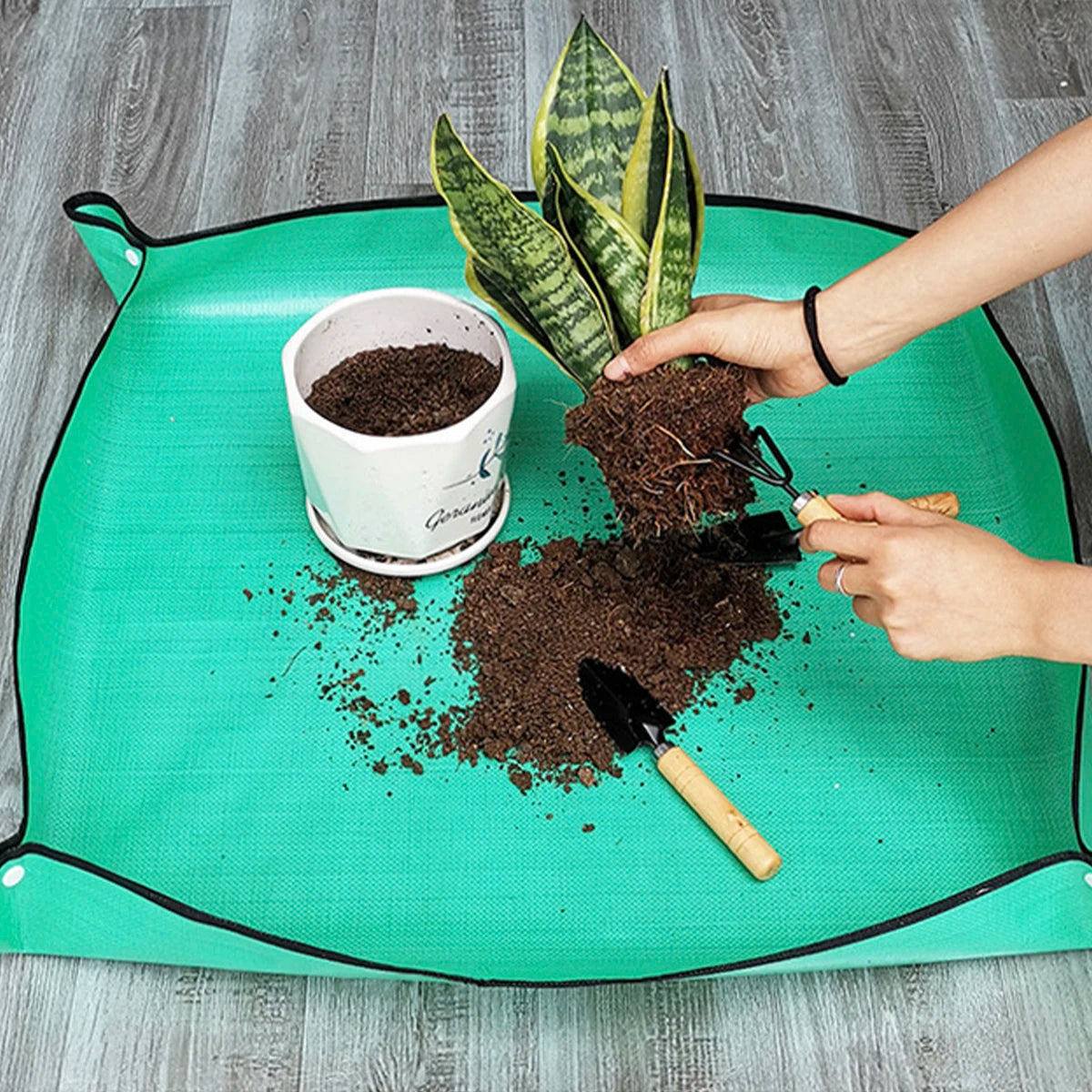 Repotting snake plant on a green waterproof gardening mat.
