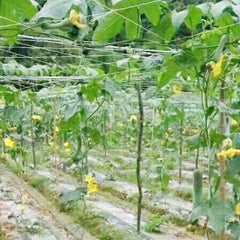Nueva red de soporte para enrejado, red para trepar, malla de soporte para hortalizas de jardín, enrejado de polietileno, 2 mx 100 m, para pepinos trepadores