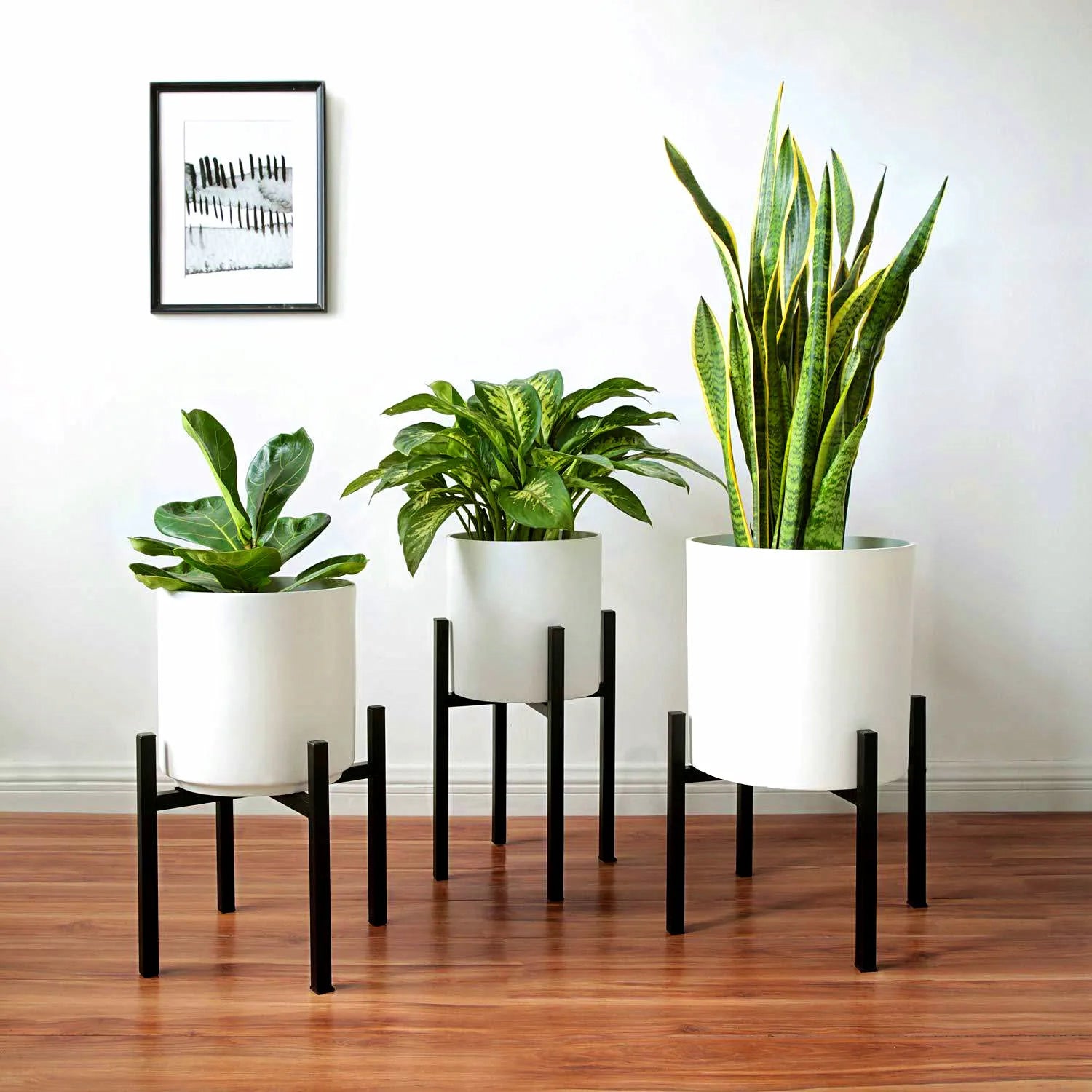 Three potted houseplants in white ceramic planters on black metal stands.