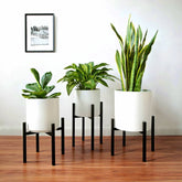 Three potted houseplants in white ceramic planters on black metal stands.
